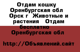 Отдам кошку - Оренбургская обл., Орск г. Животные и растения » Отдам бесплатно   . Оренбургская обл.